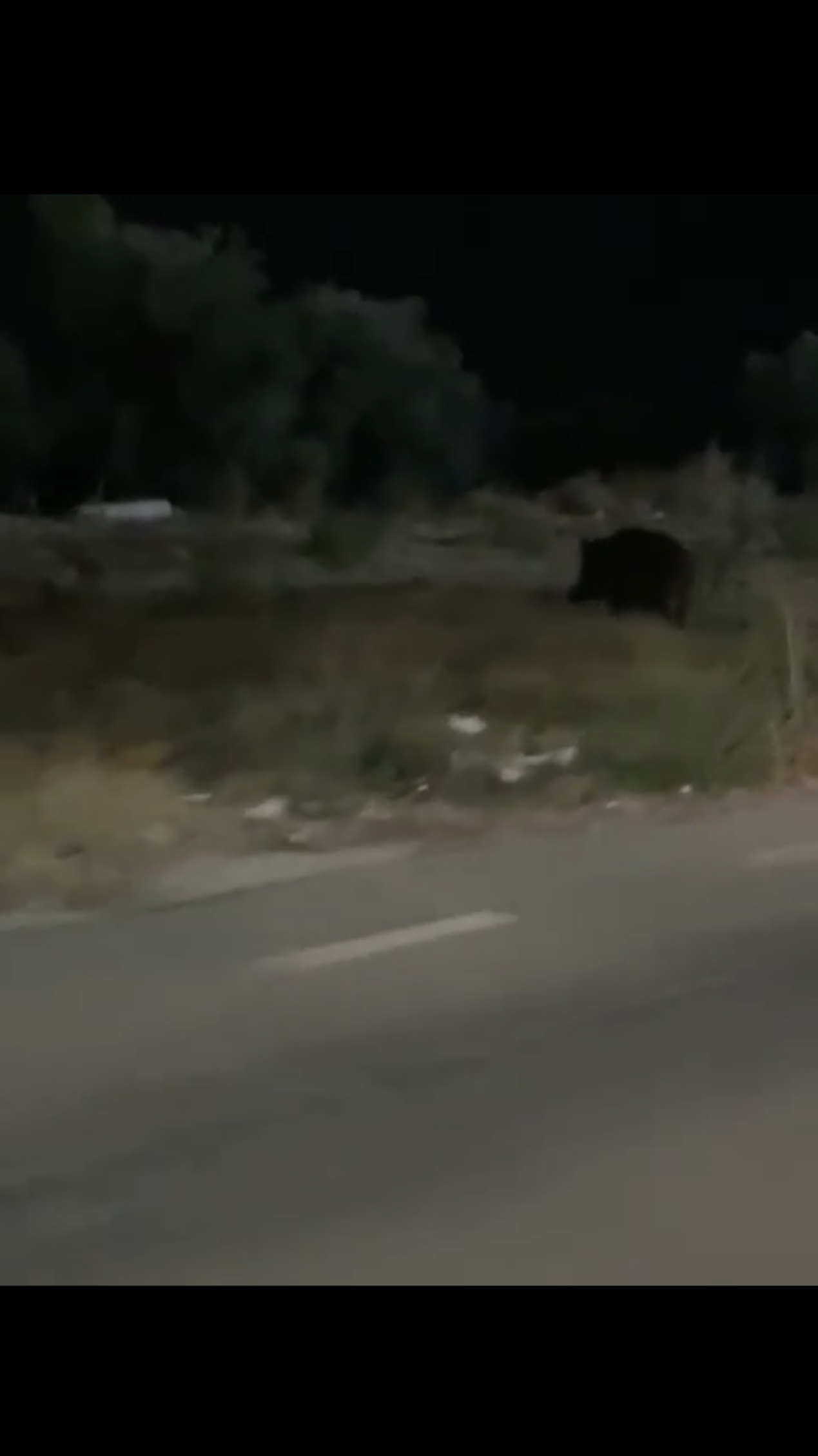 Terlizzi, avvistati dei cinghiali nei pressi della zona industriale di via Mariotto