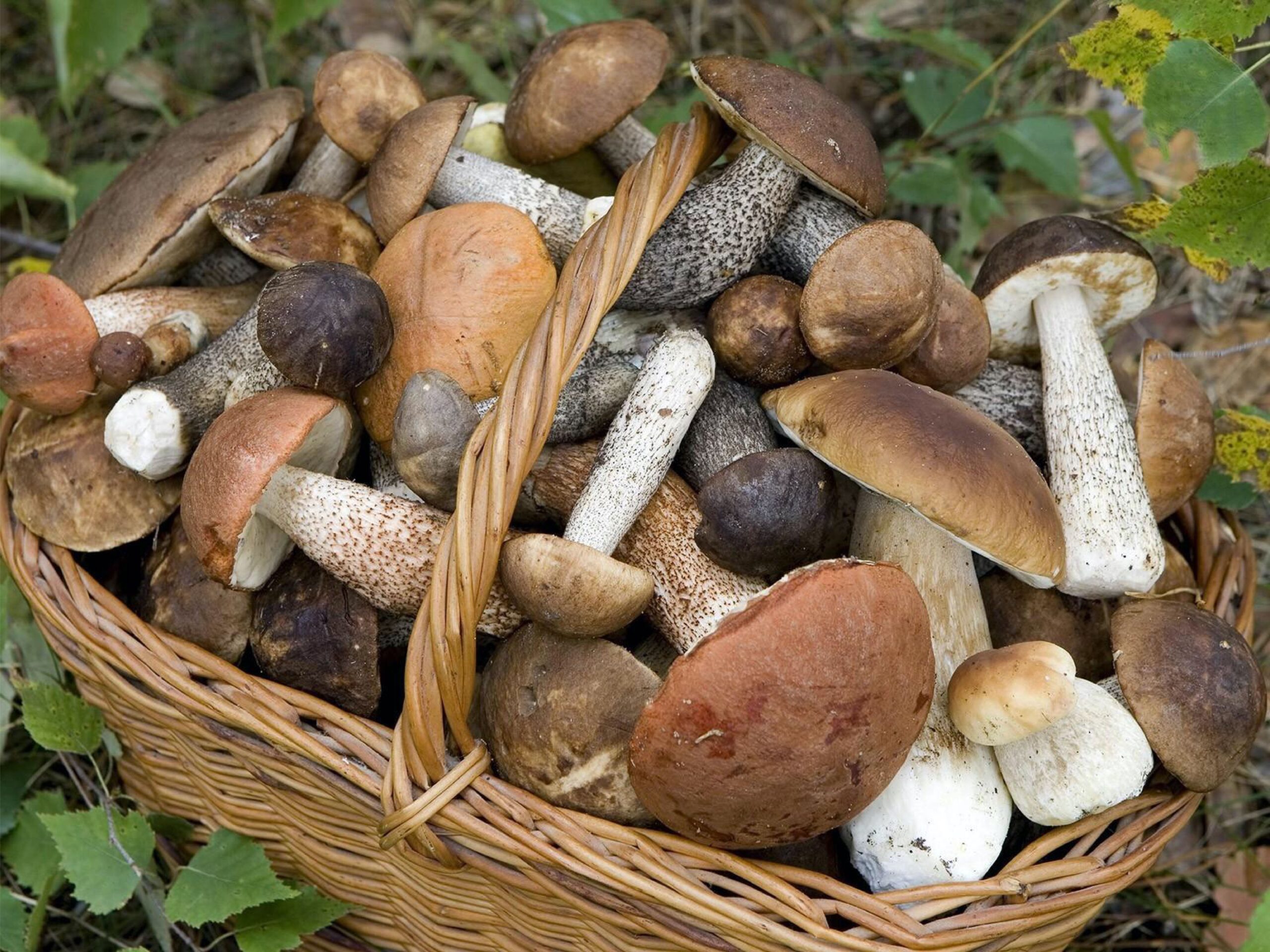 A Terlizzi corso di formazione per il riconoscimento dei funghi