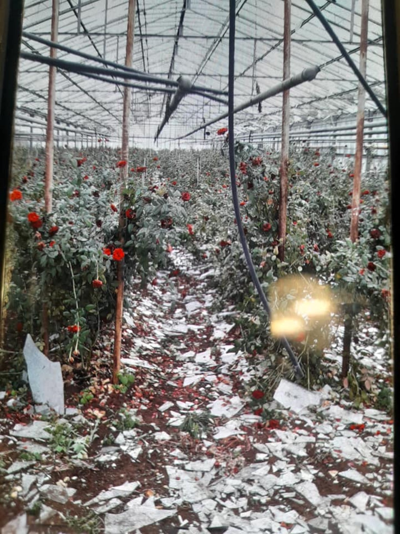 Grandine come bombe dal cielo, agricoltura in ginocchio. Addio rose rosse a Terlizzi