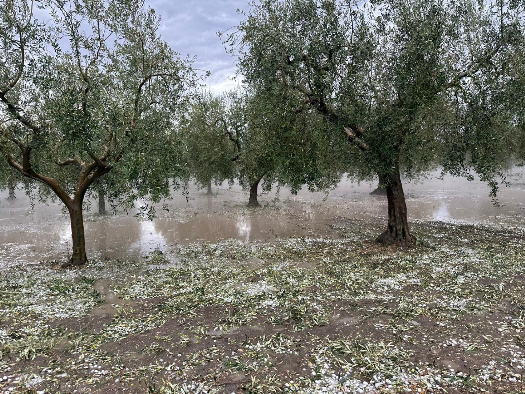Giovinazzo, Terlizzi e Ruvo chiederanno lo stato di calamità naturale
