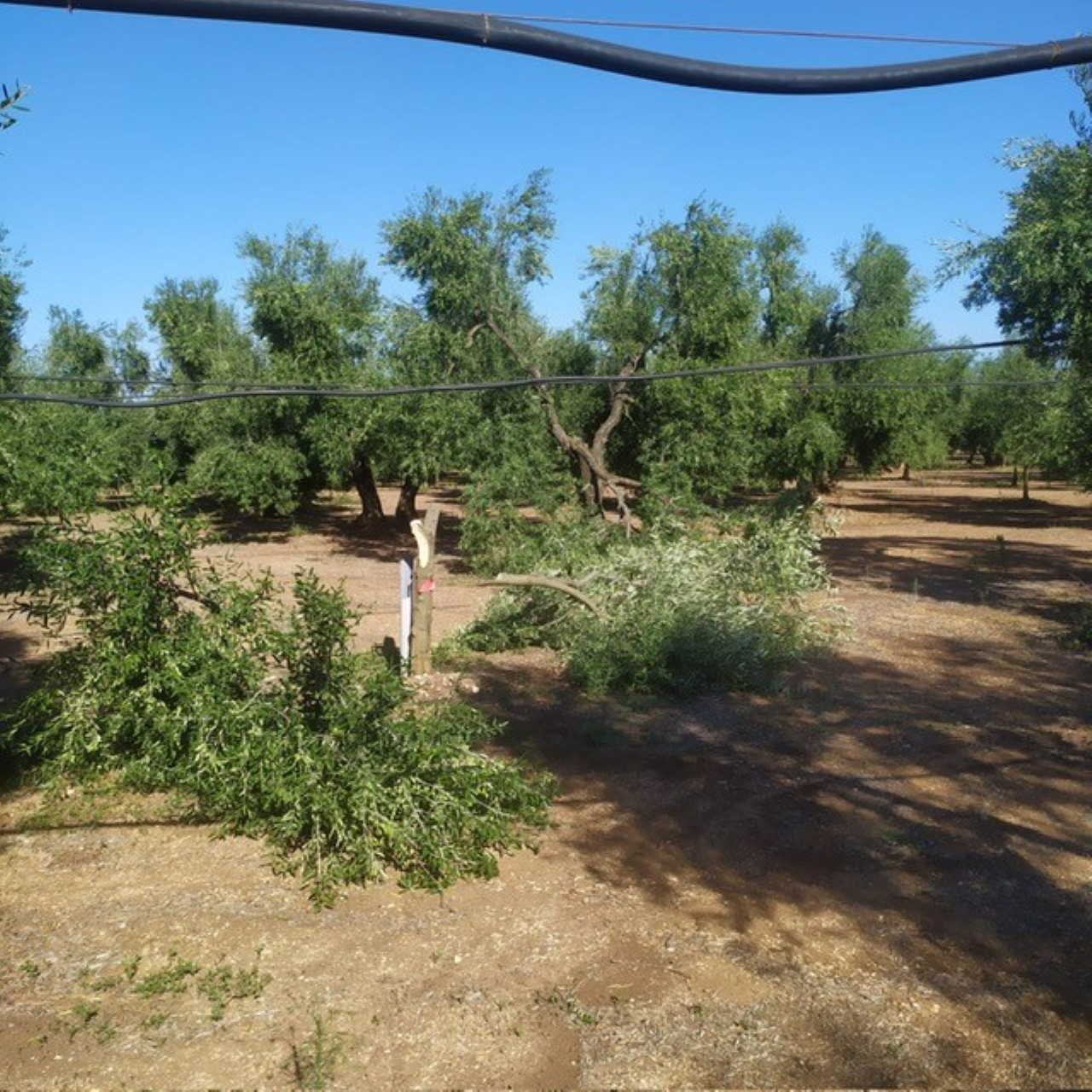 Nuova strage di ulivi alla vigilia della raccolta delle olive. Sale la tensione nelle campagne