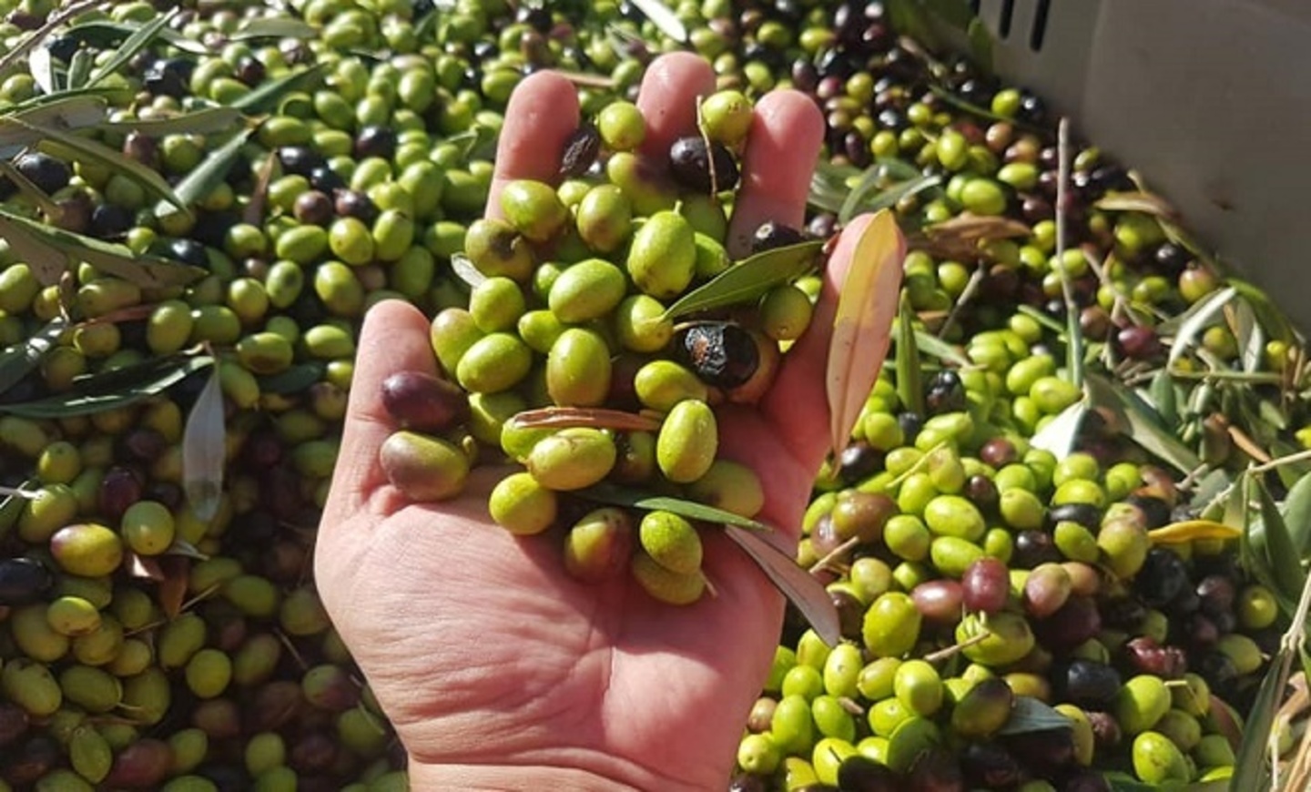 Gelata, il Comune di Terlizzi a fianco degli operatori e delle associazioni di categoria agricole