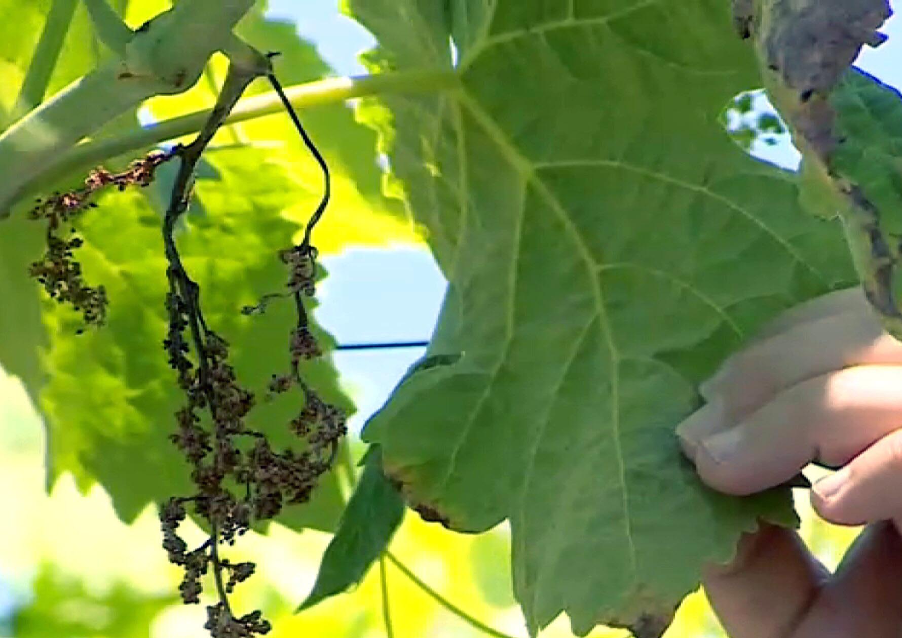 Vendemmia da dimenticare: la Regione propone la declaratoria urgente per i danni da peronospora