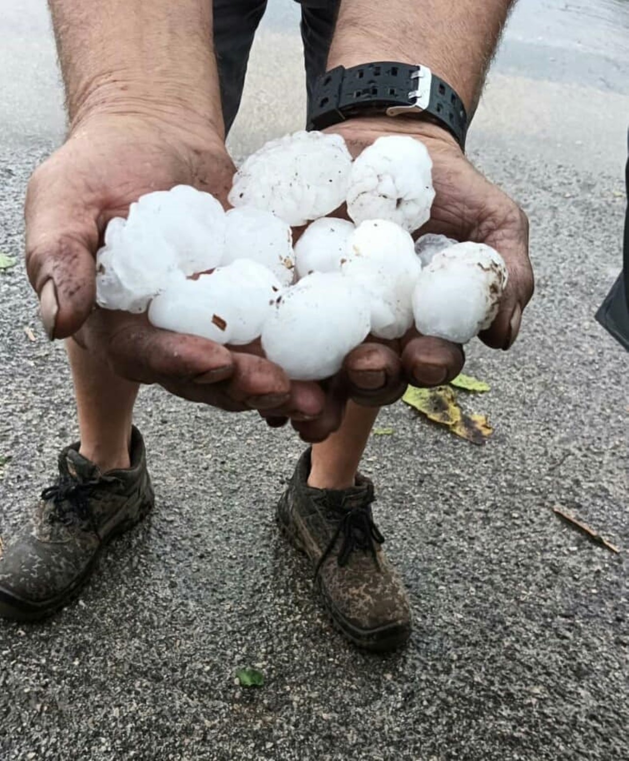 Calamità in agricoltura, il Ministero taglia i fondi per le polizze assicurative