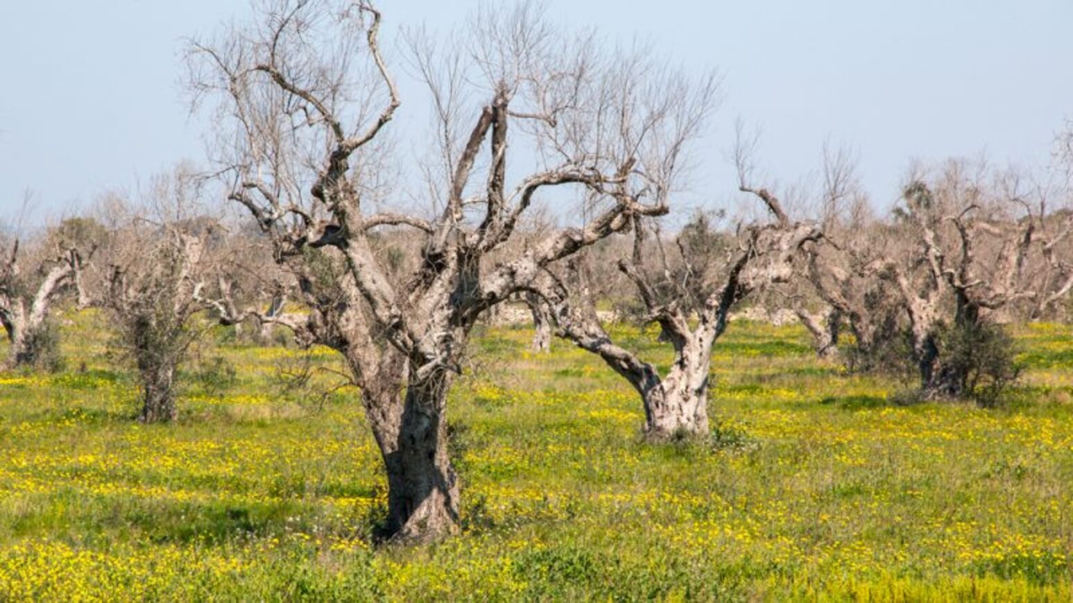 Nuova variante della Xylella individuata nel Barese