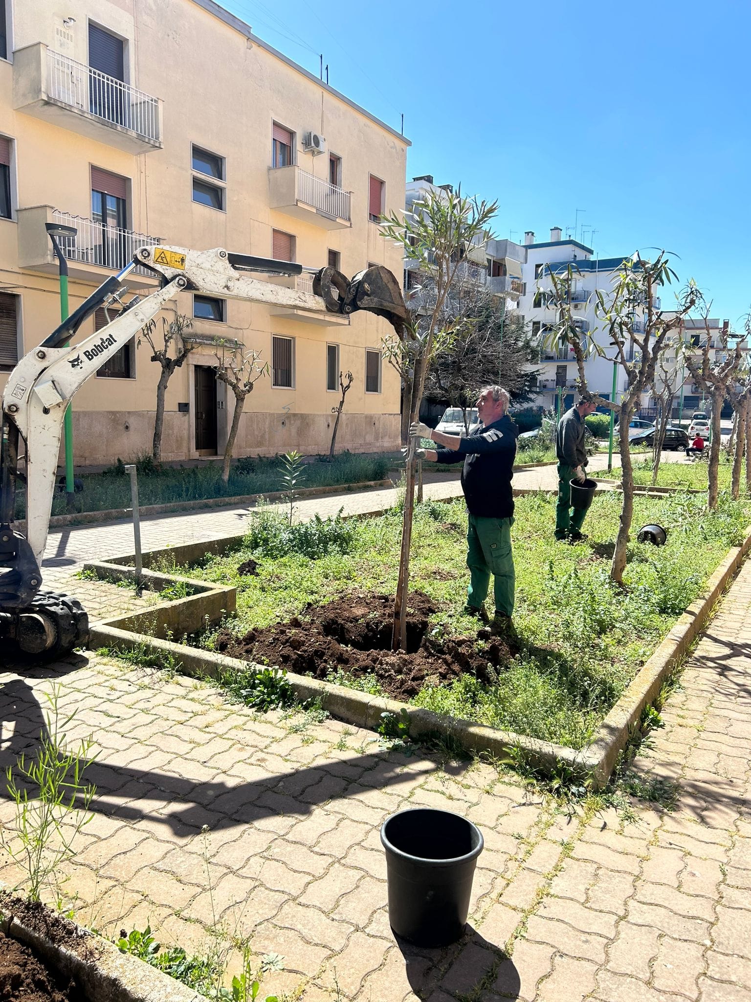 Più alberi in città: continua la piantumazione in diverse zone di Terlizzi