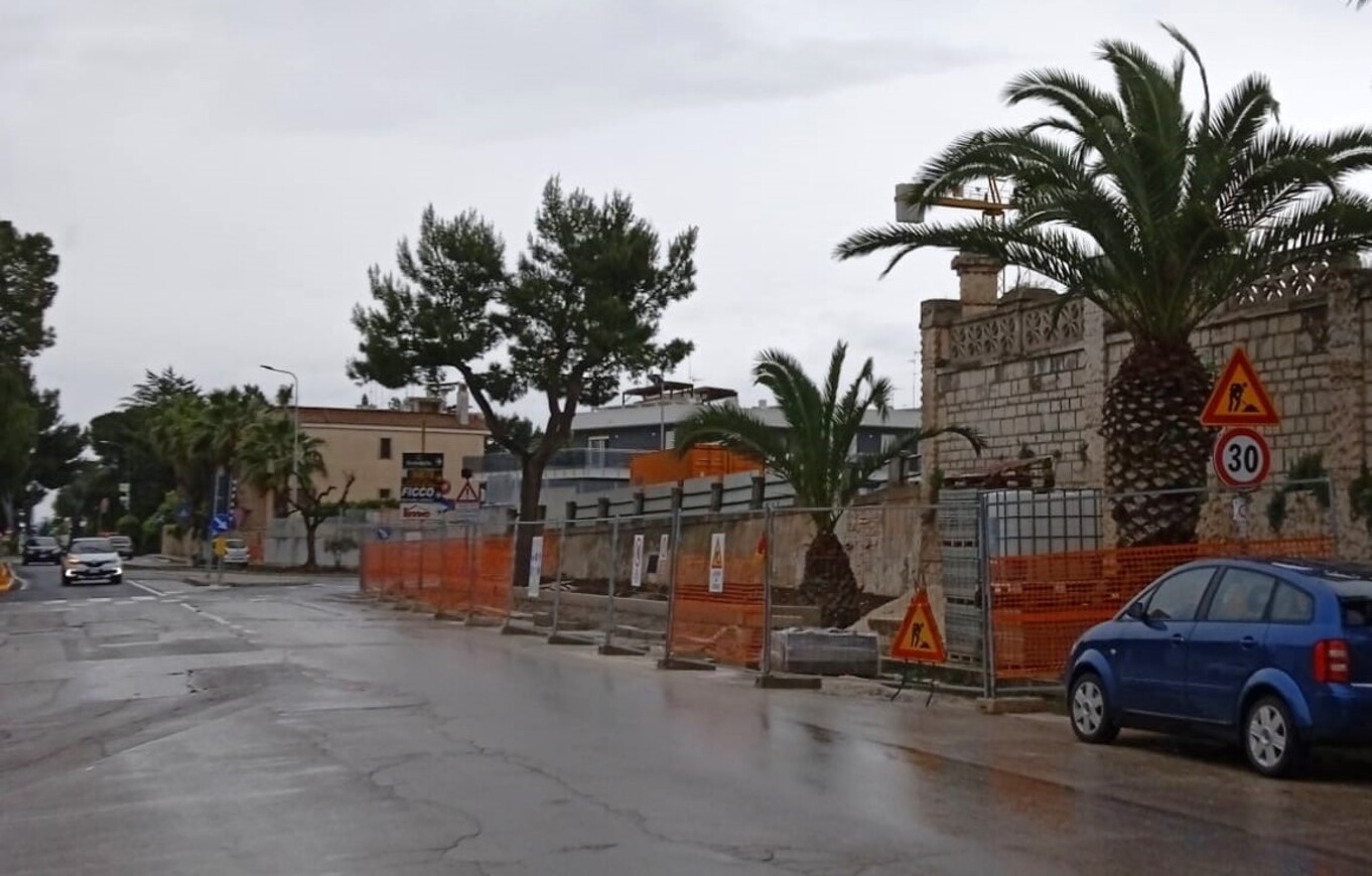 Abbattuti pini storici in viale Roma: il botta e risposta tra Fdl Terlizzi e Puliamo Terlizzi Aps