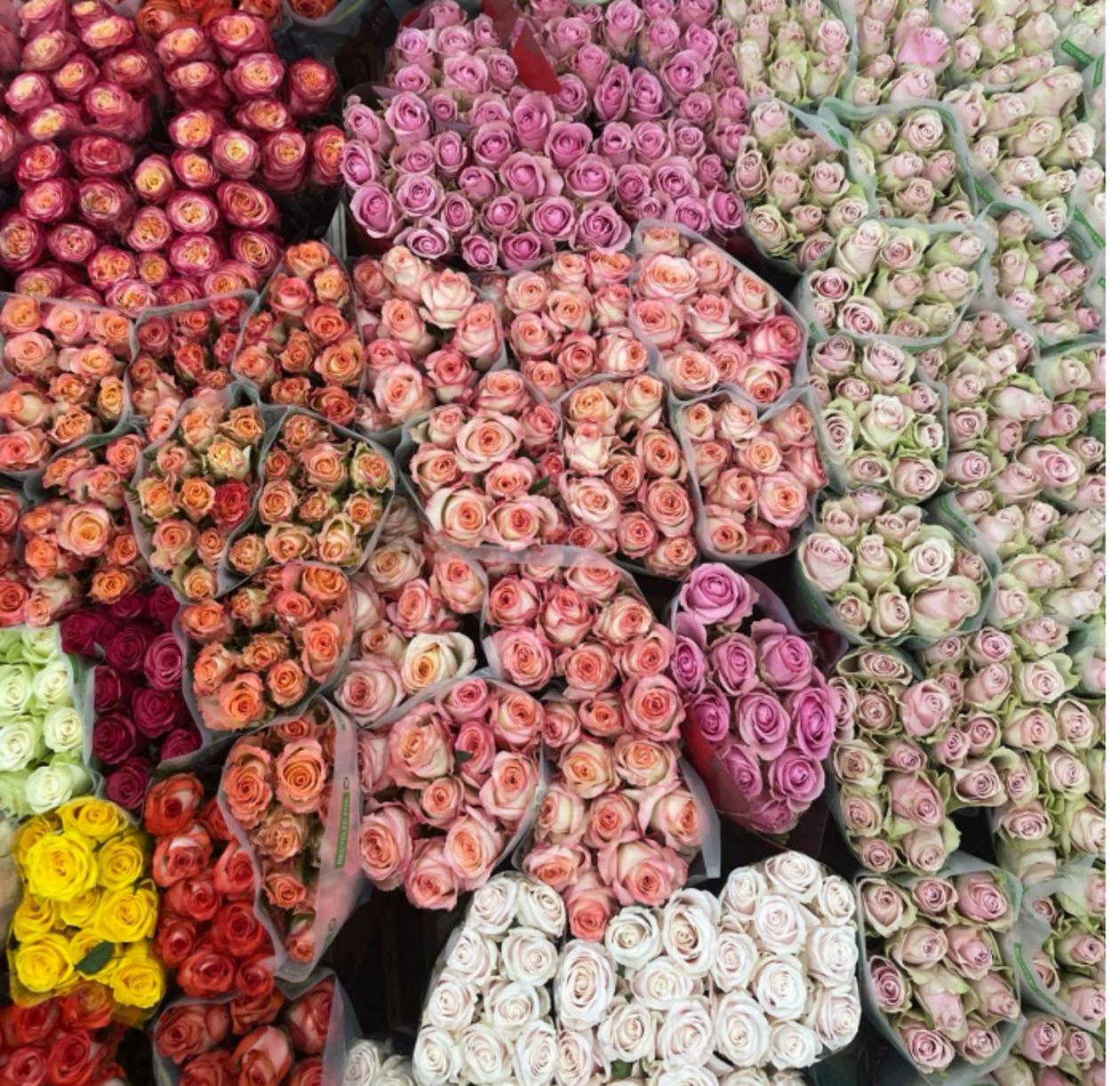 Arriva la 2° edizione di “Coltiviamo bellezza”: tante le attività all’interno del Mercato dei fiori di Terlizzi