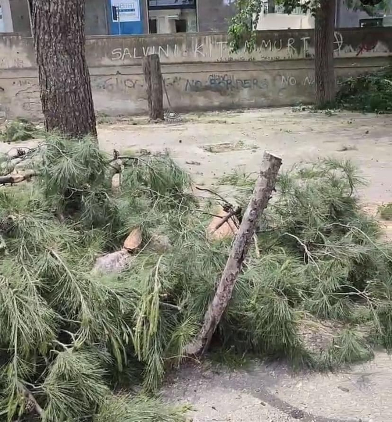 «Il verde si vive, si crea, si cura o si indossa?»: l’Udc Terlizzi sull’abbattimento alberi in viale Roma