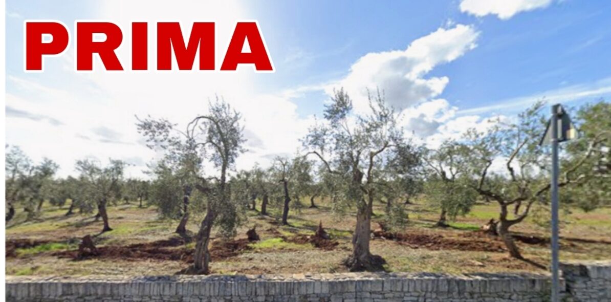 Legambiente denuncia: “Deforestazione urbana in corso”