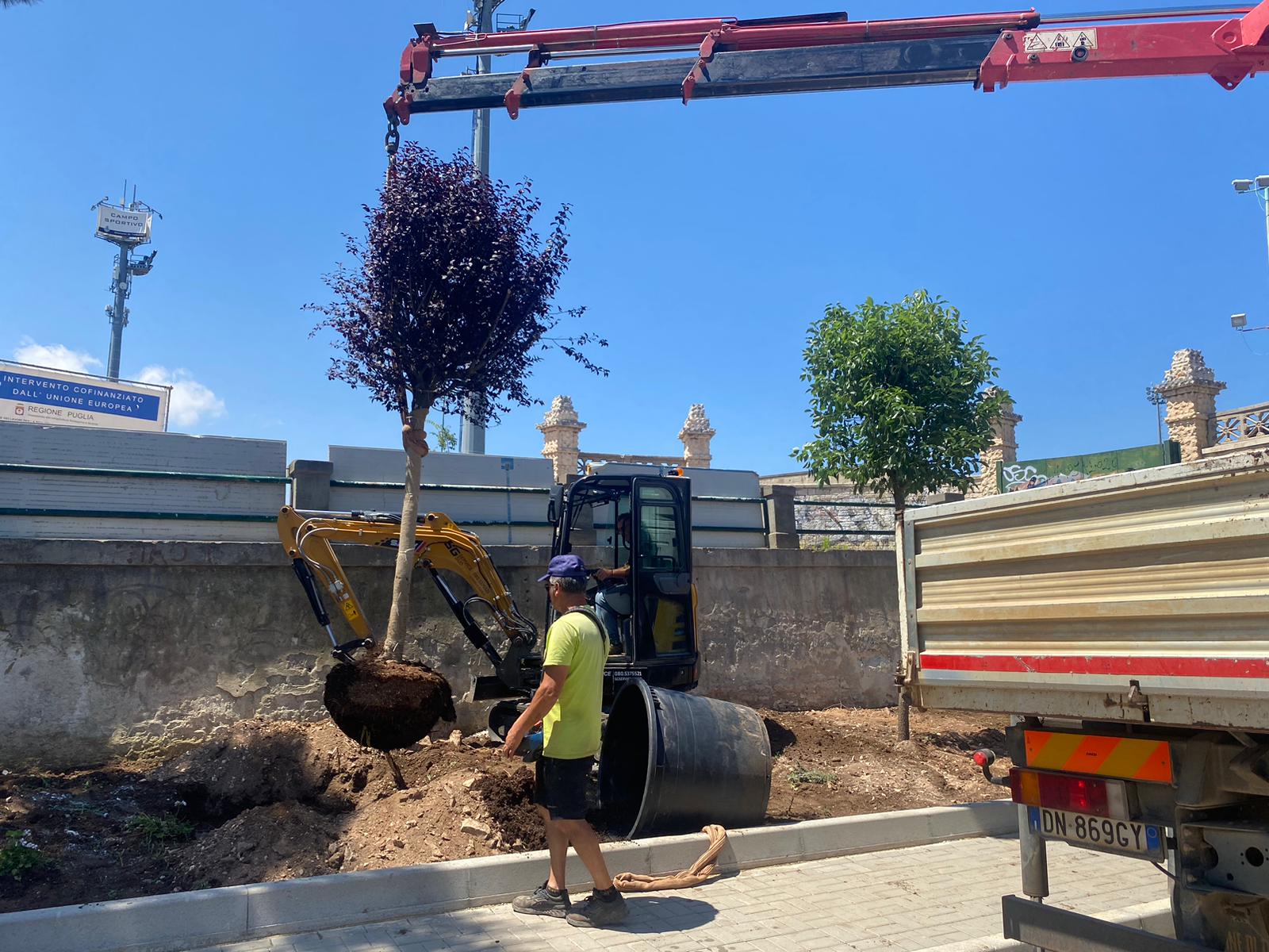 Piantati quattro nuovi alberi in viale Roma