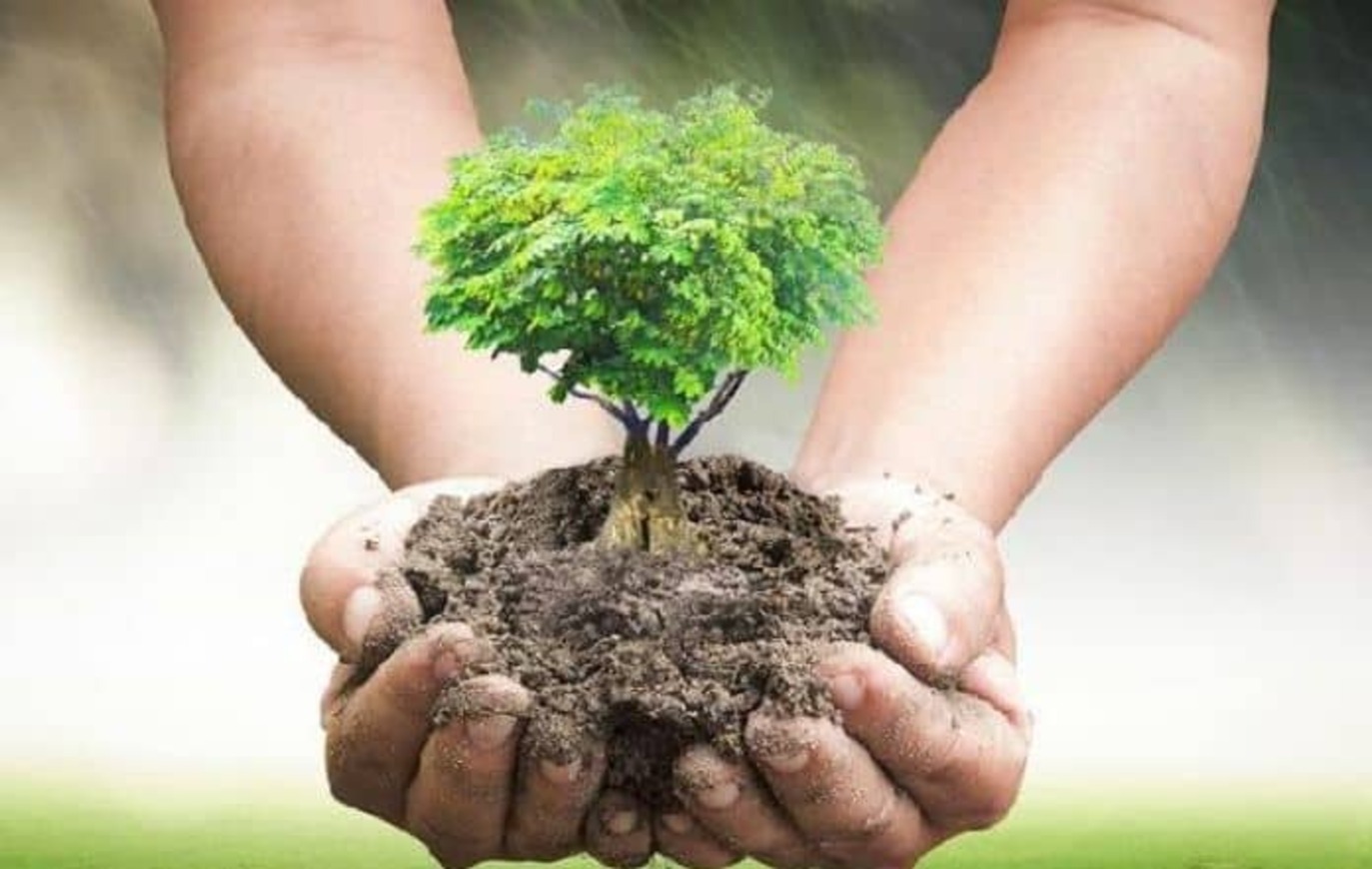 Giornata mondiale dell’ambiente: nuovi alberi nell’aiuola di viale Roma