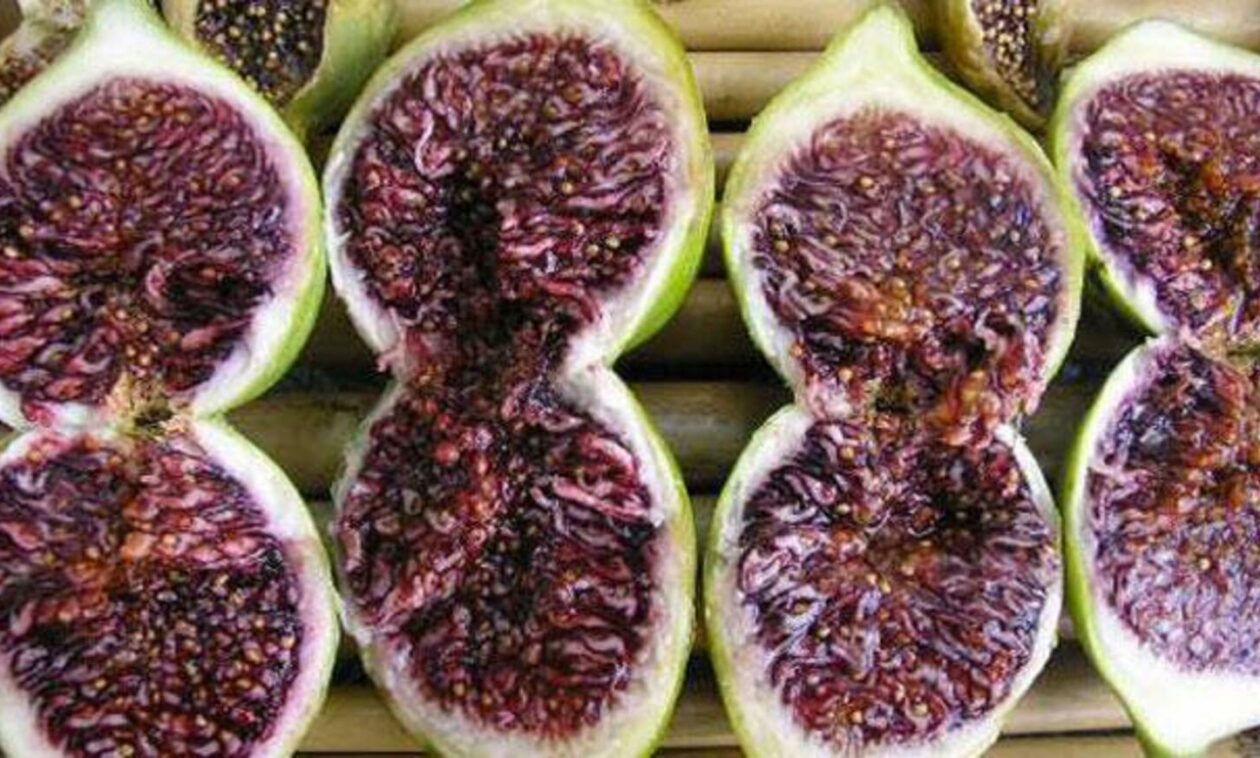 Un altro passo avanti verso il marchio IGP del fiorone nero di Terlizzi Domenico tauro