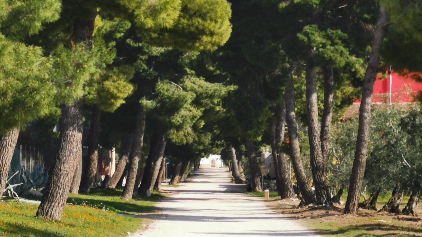 Turisti americani sotto shock a Terlizzi: il furto dell’auto e il degrado di via Appia Traiana