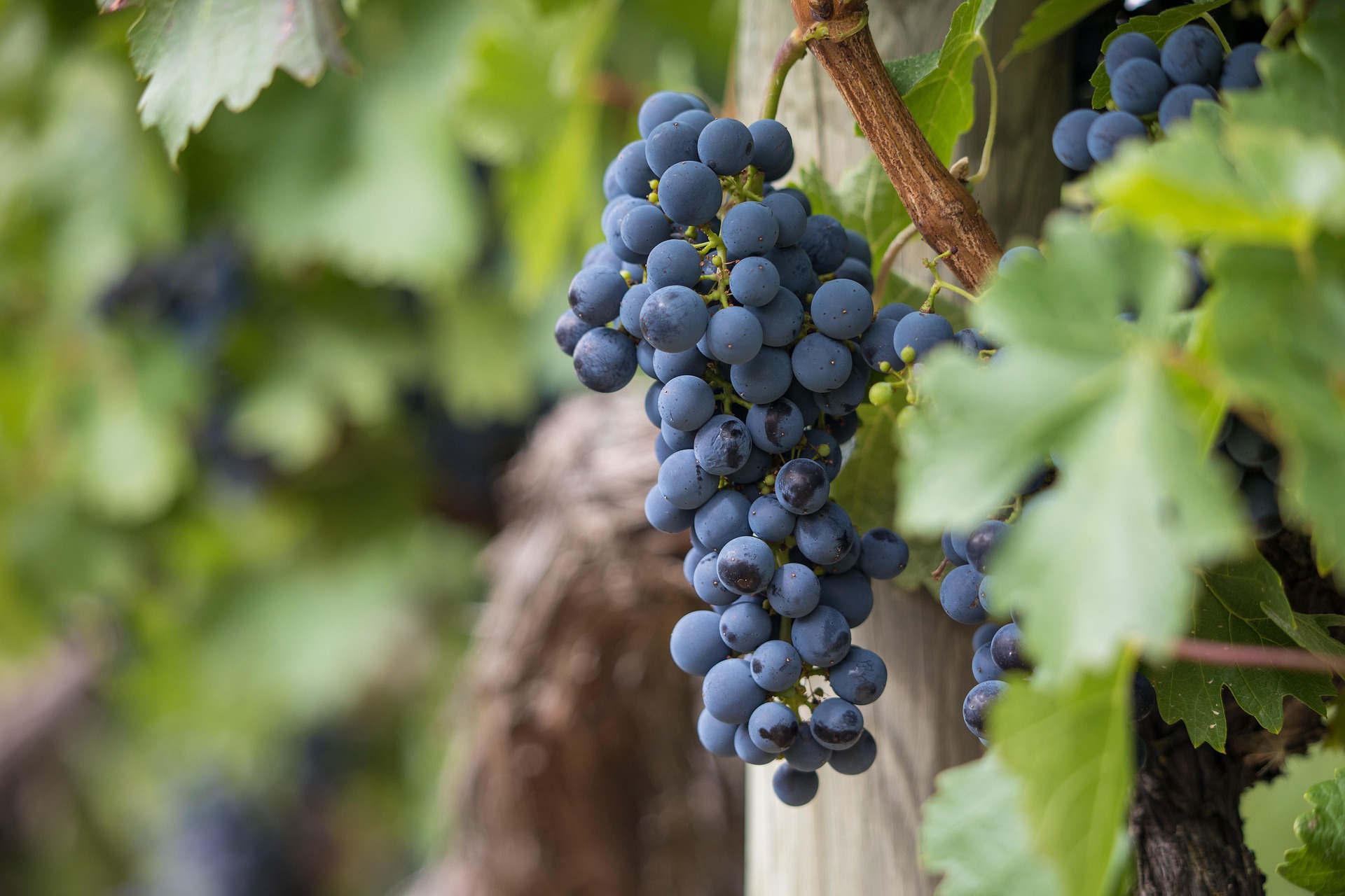 Vendemmia 2024, Lazzàro (Confagricoltura Puglia): 0,40 €/Kg per IGT Primitivo, urgente fermare la speculazione
