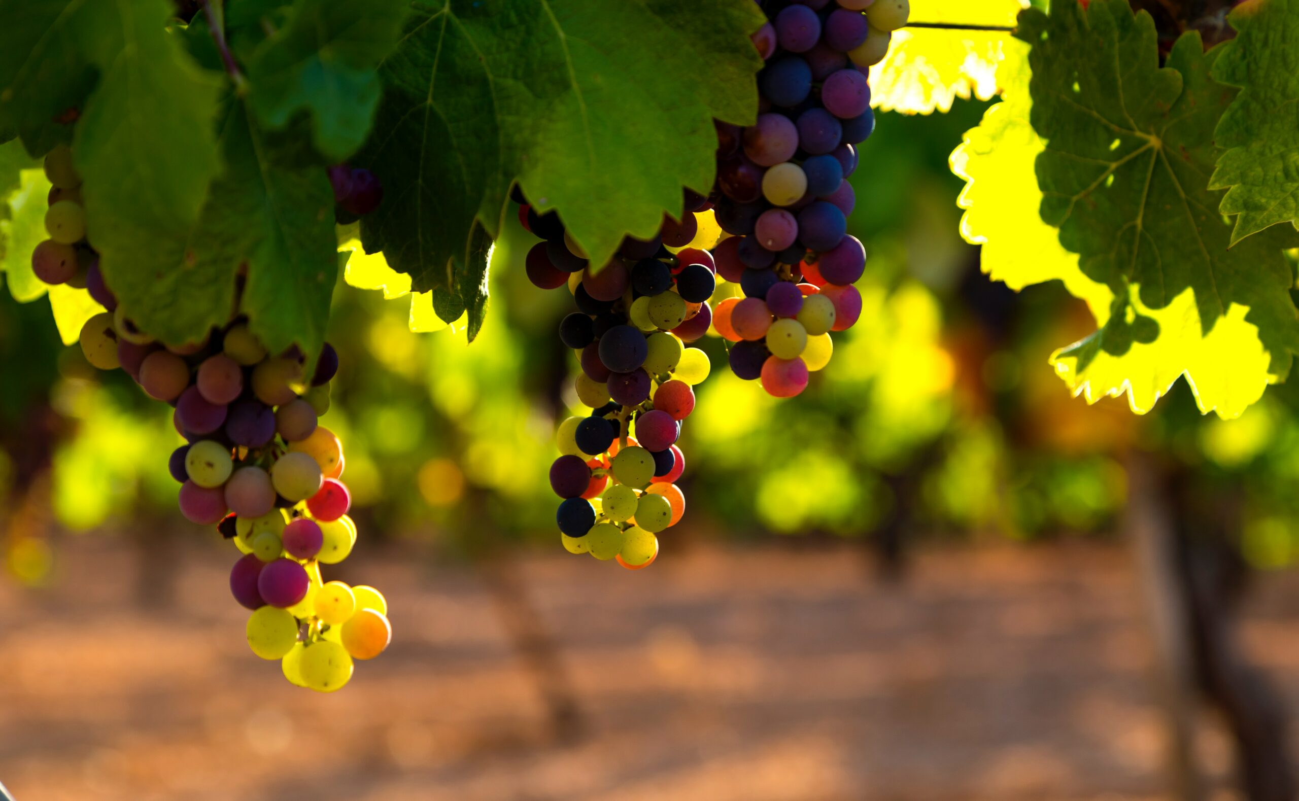 Vino, Coldiretti Puglia contro la Ue: “Inaccettabile gioco al ribasso dei prezzi”