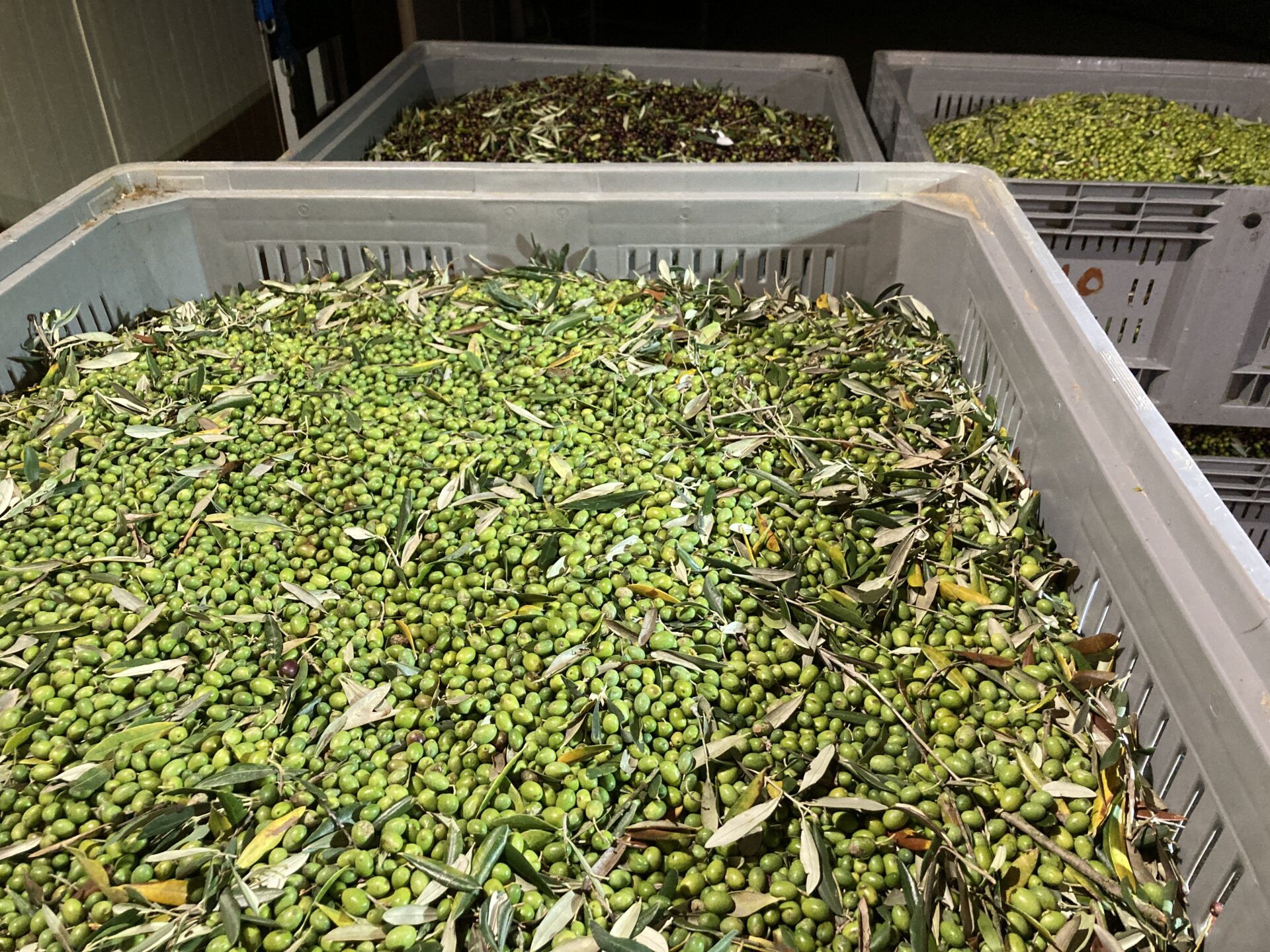 Olive, obbligo di registrazione delle consegne ai frantoi anche per gli intermediari