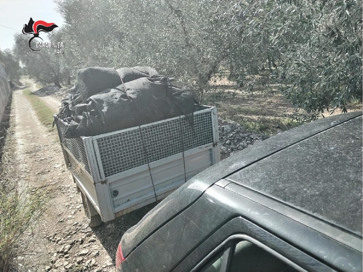 Campagna olearia, controlli dei carabinieri sul lavoro sommerso: due imprese sospese e tre imprenditori denunciati