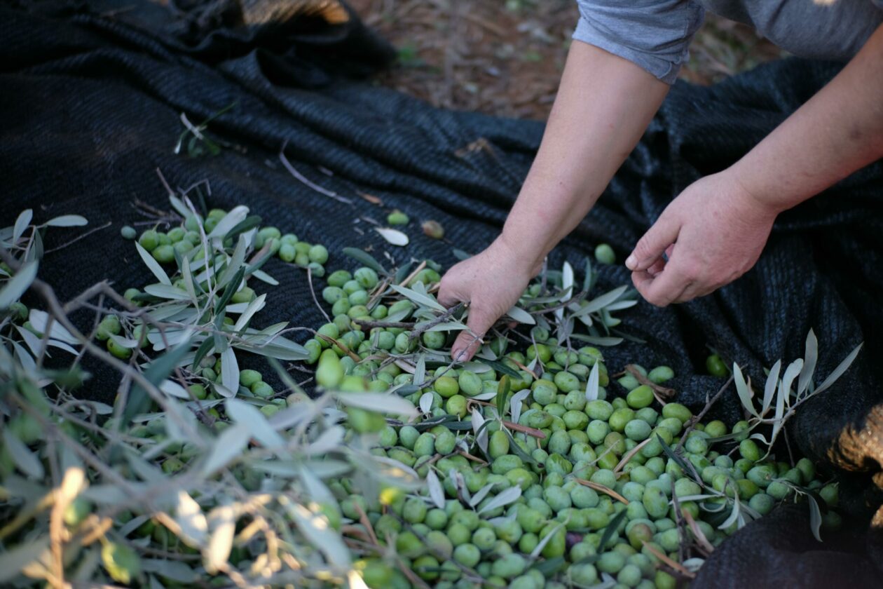 Lavoratori stagionali, al Palachicoli una foresteria da 80 posti: il Comune chiama le aziende agricole