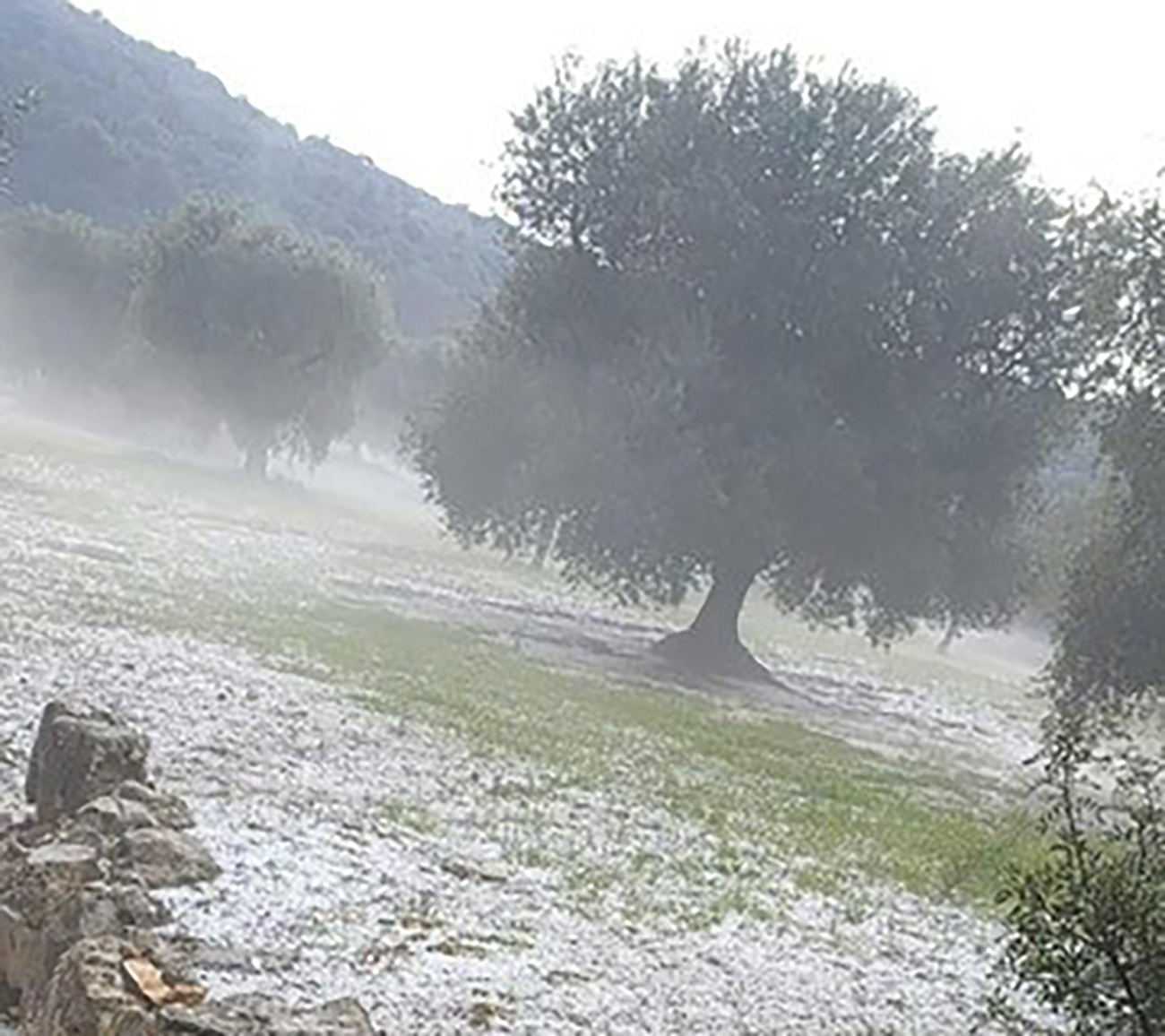 Grandinata nelle campagne, Confagricoltura Bari-BAT ridimensiona gli allarmismi