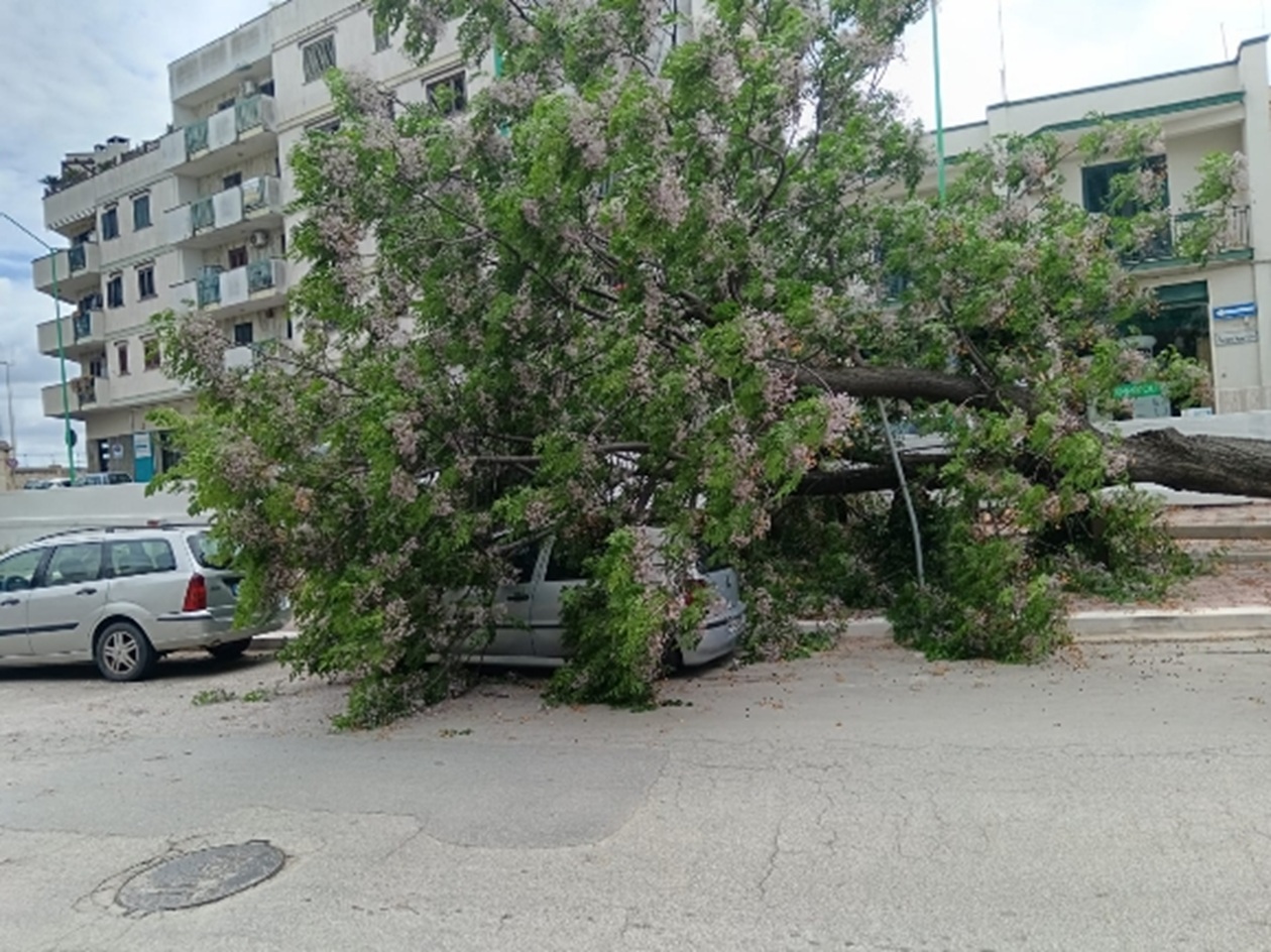 Caduta albero, Legambiente: «Si accertino le responsabilità»