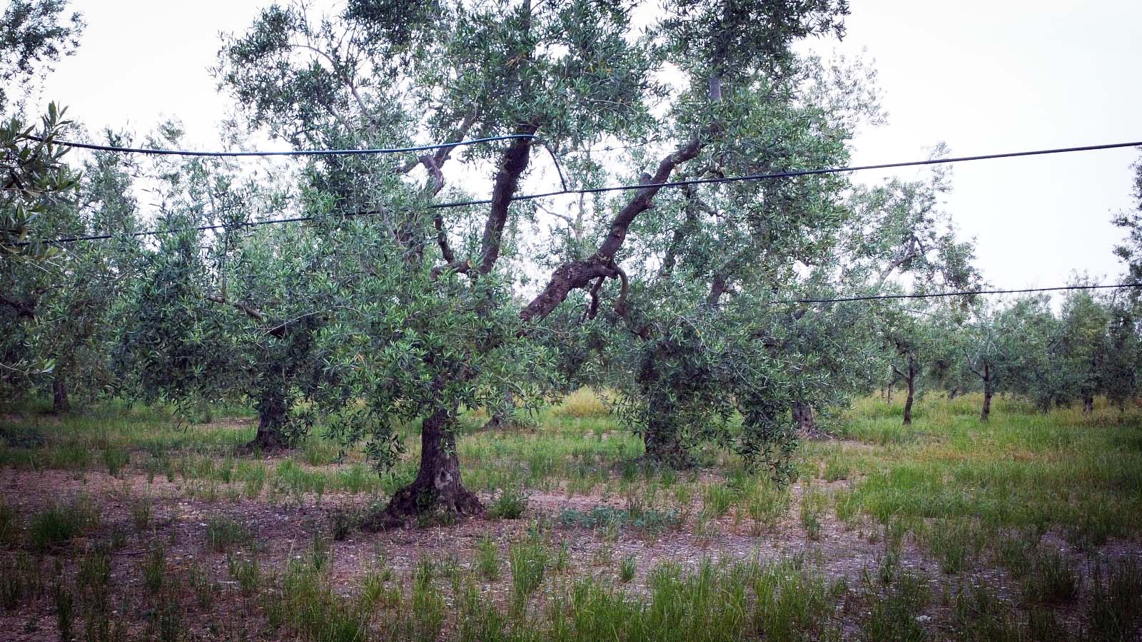 L’incubo Xylella si avvicina: focolaio individuato a Bisceglie. Coldiretti: «Serve sorveglianza tempestiva»