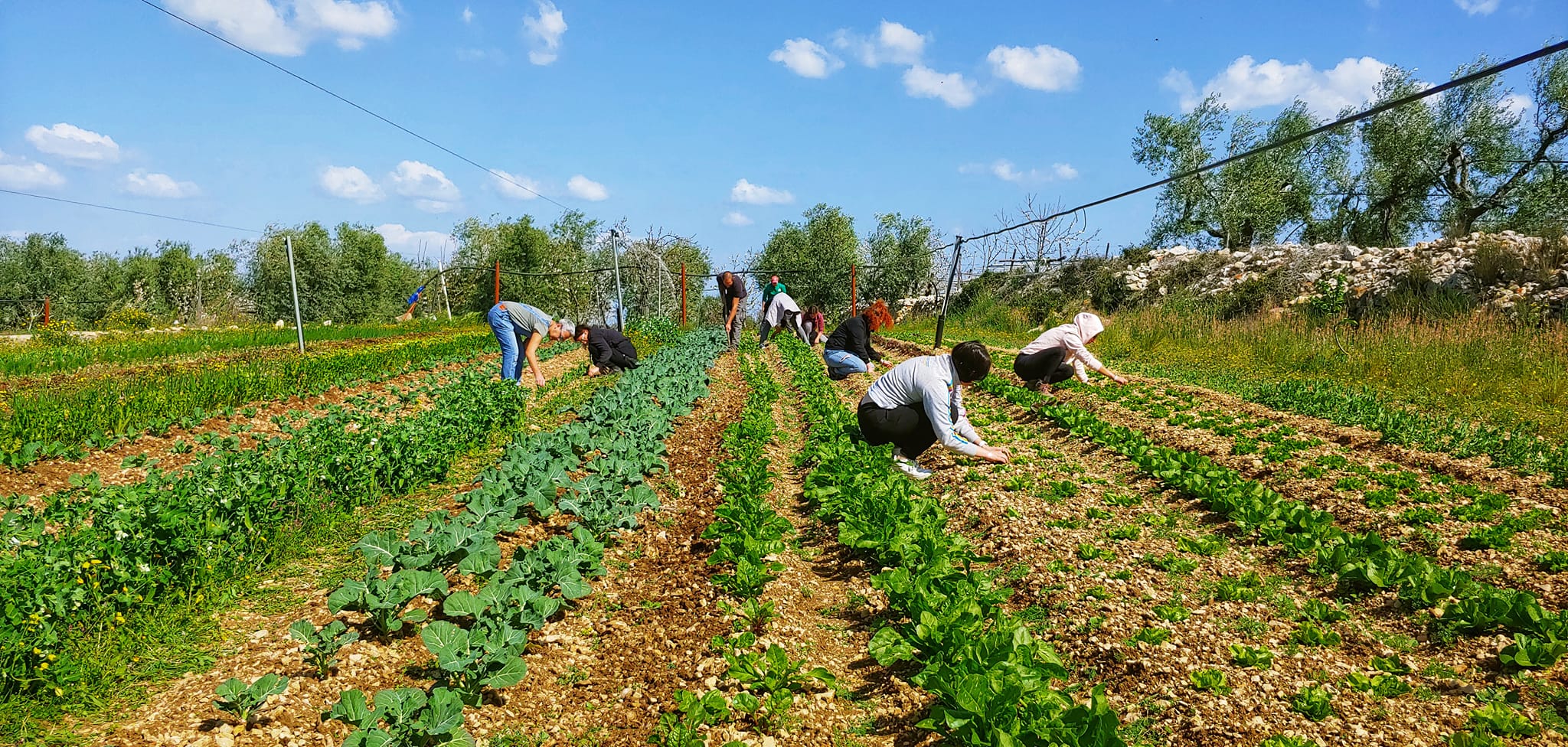 Sicurezza sul lavoro, Confagricoltura: «Priorità per gli imprenditori agricoli, ma normativa non adeguata»