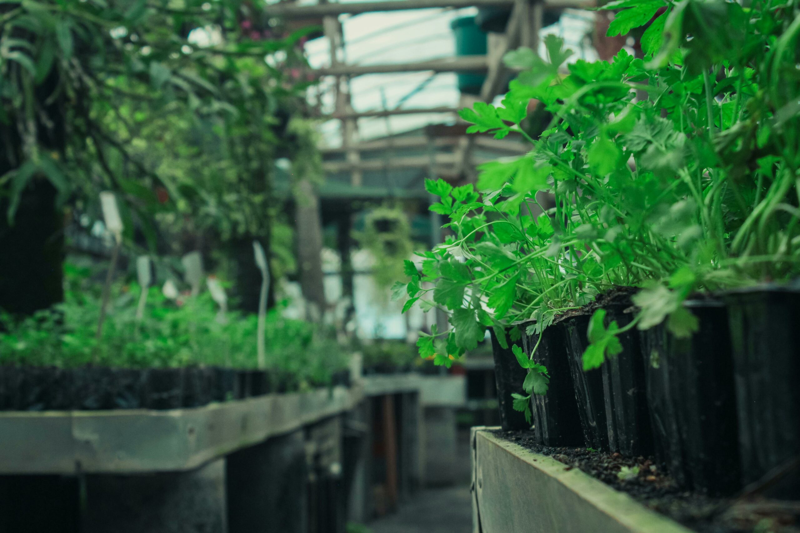 Stop al contributo Conai su vasi in plastica per fiori e piante