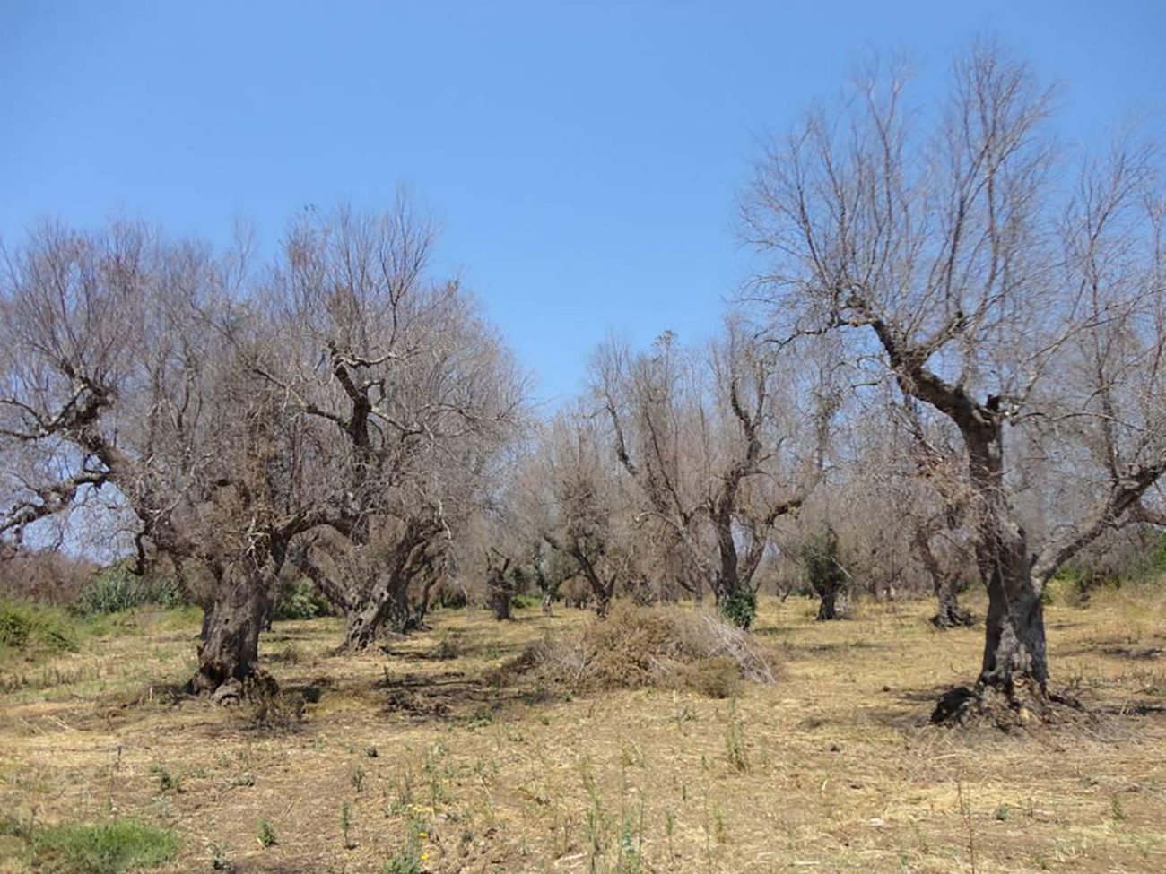 Trovato ulivo infetto da xylella a Bitonto