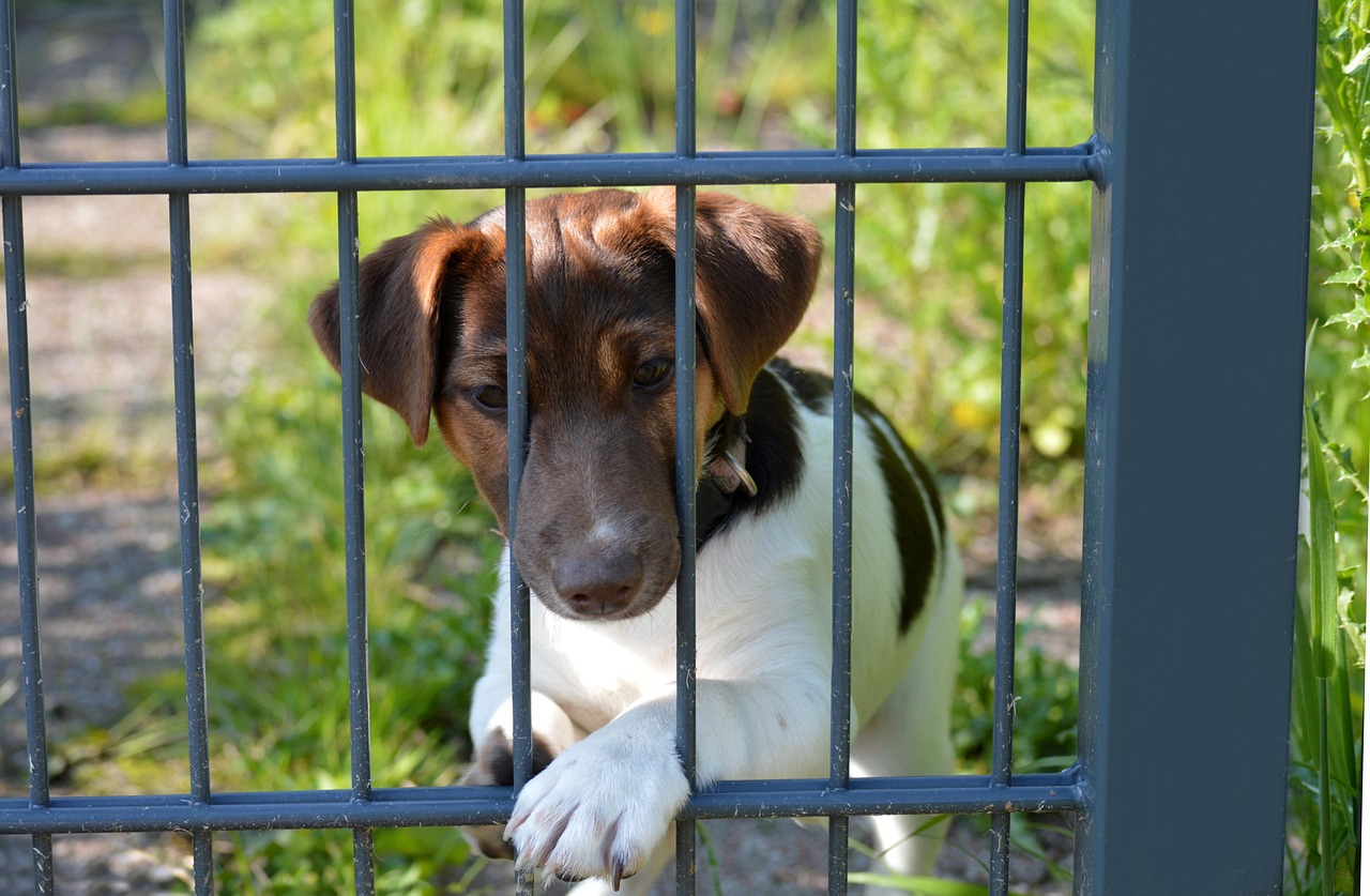 Recinzione di confine: salvaguardare la propria privacy e gli animali domestici