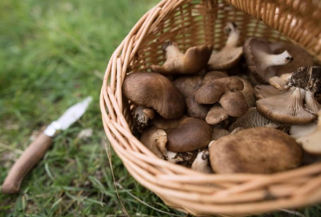 A Terlizzi al via i corsi per il patentino di raccolta funghi