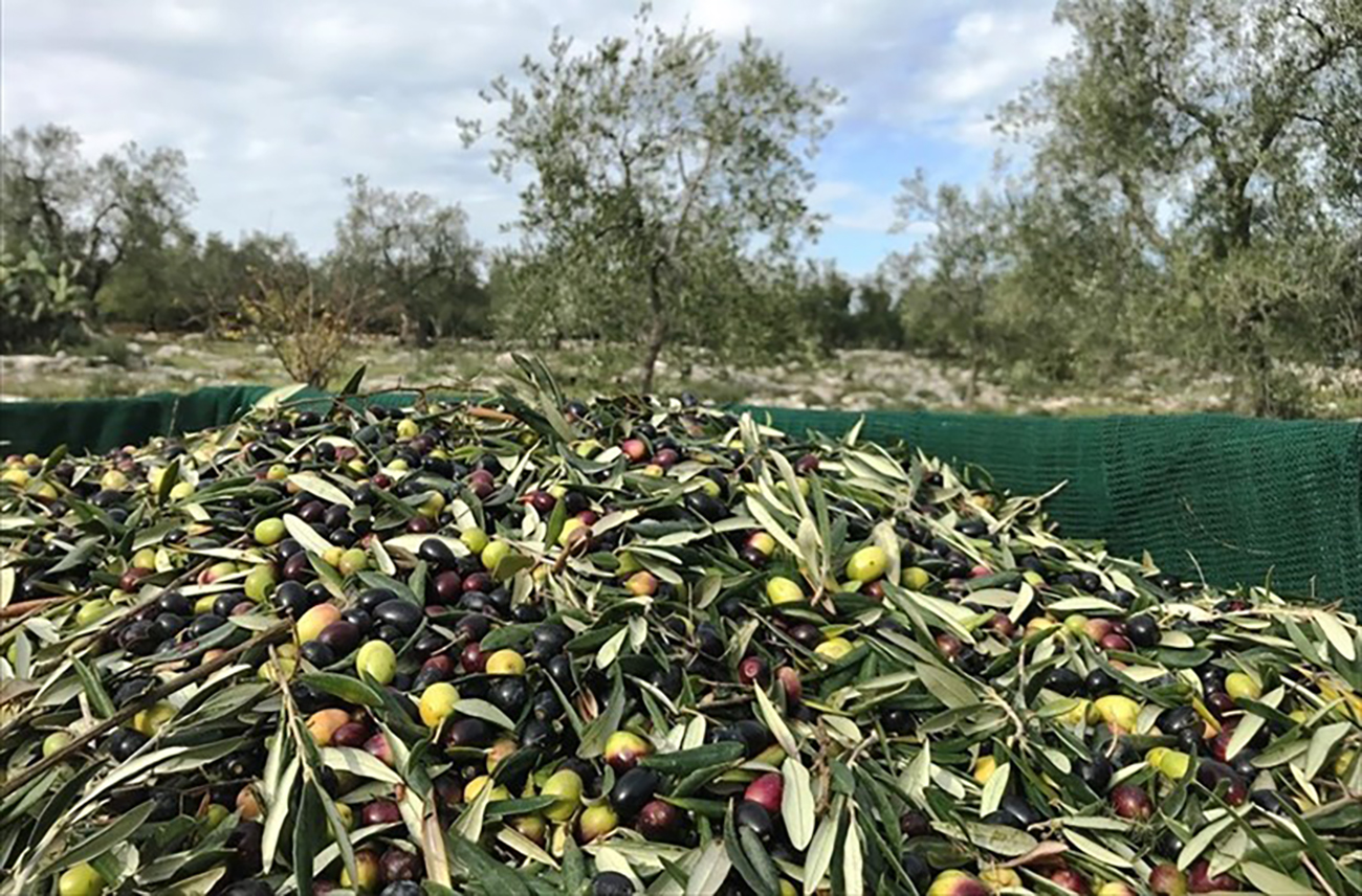 Le olive valgono oro: nel nord barese la sicurezza nelle campagne è una priorità