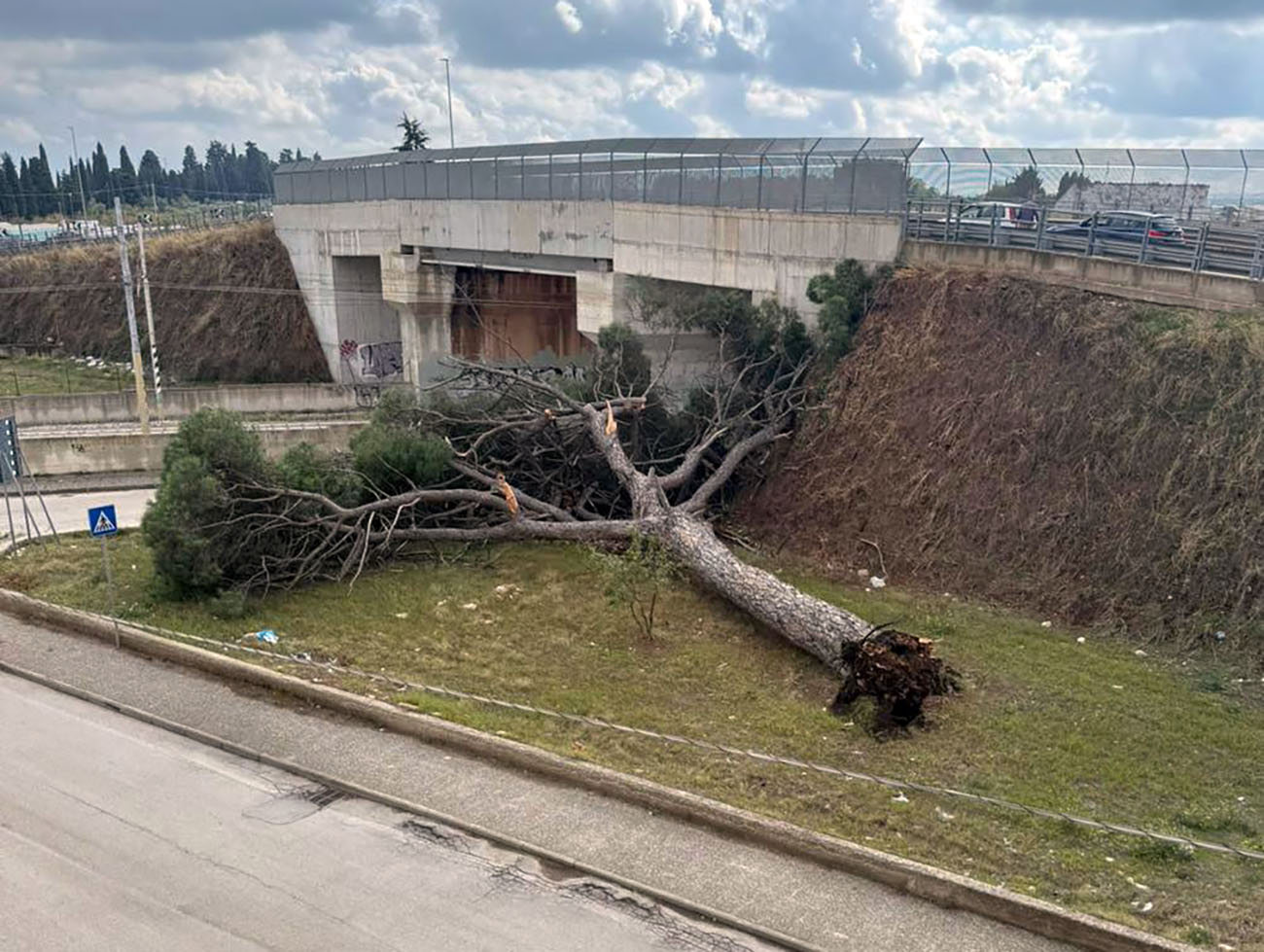 Imponente albero cade in via Rimini: nessun ferito, area messa in sicurezza