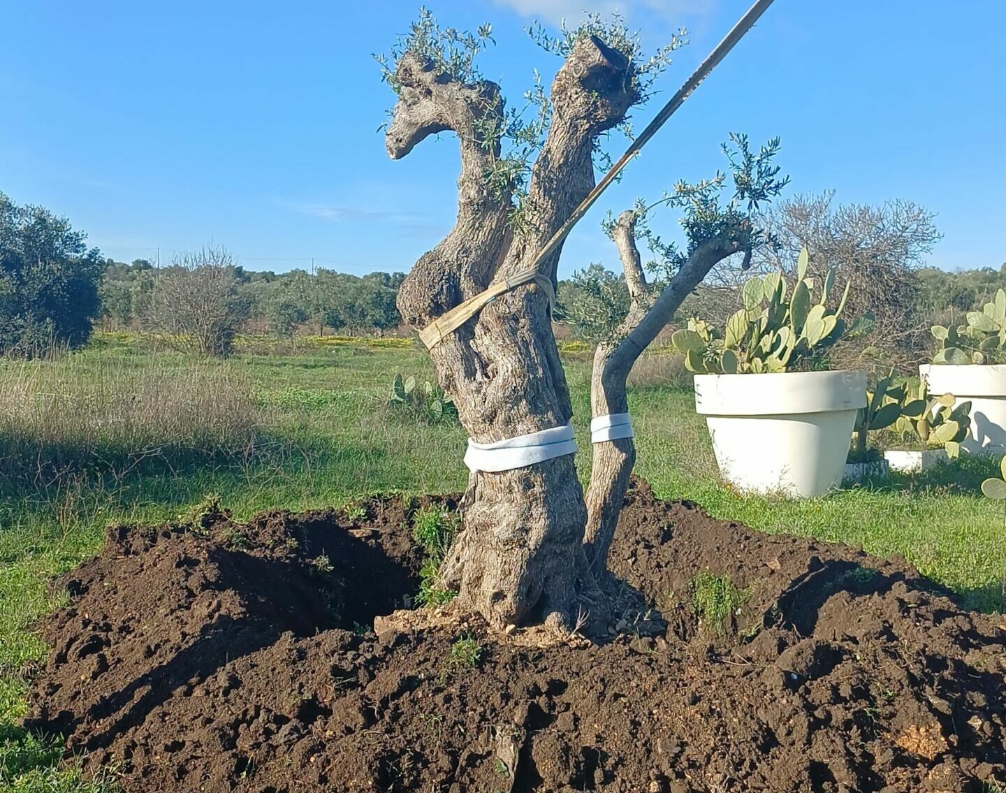 Un ulivo plurisecolare trova nuova vita in contrada Padula