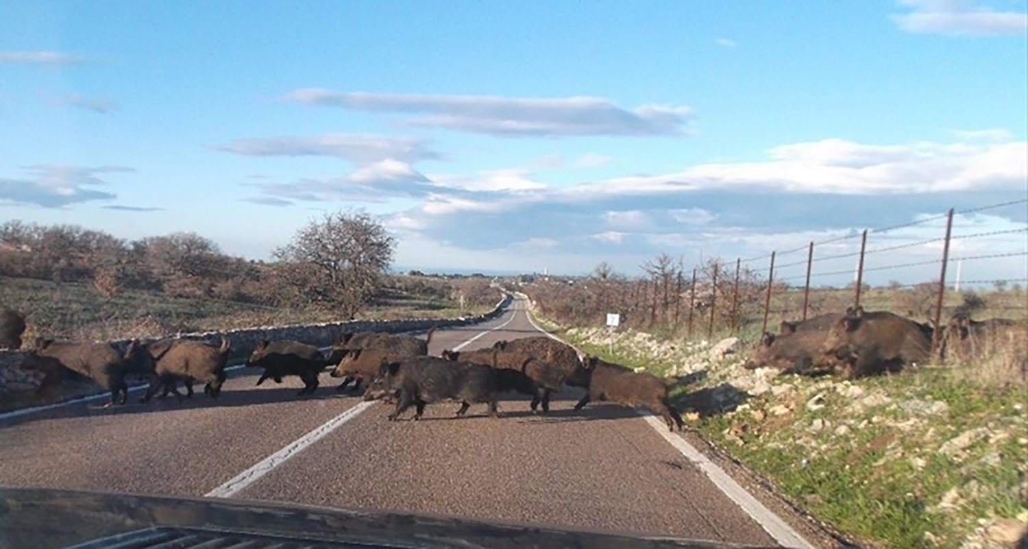 In crescita gli incidenti stradali, diversi quelli causati dai cinghiali