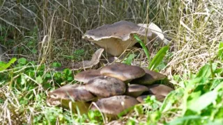 Aperte le iscrizioni al corso per il rilascio del permesso di raccolta funghi