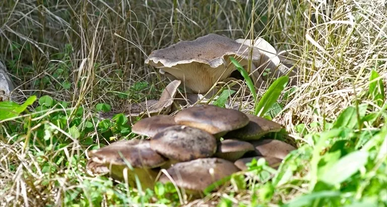 Funghi