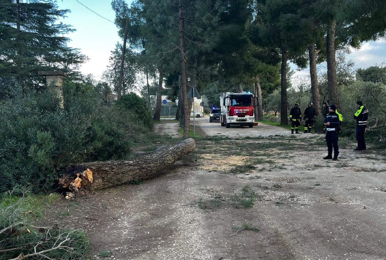 Pino collassa sulla strada, Barione: «Sindaco e assessori sapevano del pericolo»