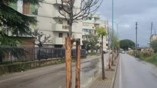 Viale Federico II rifiorisce: piantati venti peri ornamentali