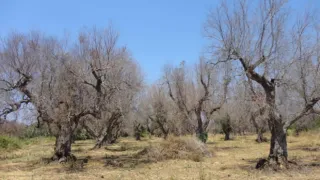 Misure obbligatorie di contrasto alla Xylella, la Cia suona la sveglia: «Comuni, Province ed enti facciano la loro parte»
