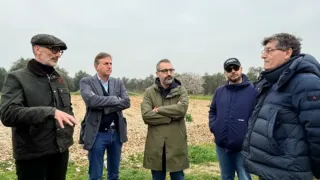 Xylella, chiuso il monitoraggio su area Triggiano. «Nessuna espansione nel Barese»
