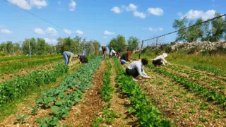Sicurezza in agricoltura. Confagricoltura Bari-Bat: «Bene i controlli, ma le norme di riferimento sono inadeguate al lavoro agricolo»