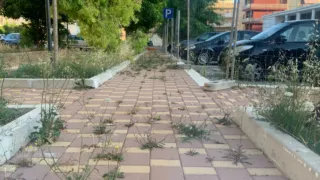 Erba infestante sulla pista ciclabile di Largo Torino, Barione presenta un’interrogazione