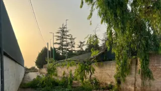 Forti raffiche di vento a Terlizzi: evacuati i parchi, ramo caduto blocca l’accesso al punto di primo soccorso
