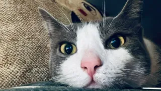 Il sindaco firma l’ordinanza salva-animali: vietato lasciare cani e gatti al sole su balconi e terrazze