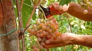 Crisi del vino, CIA Puglia: “Innovazione e sostegni, bisogna agire subito”