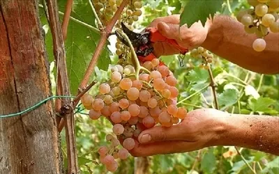 vendemmia