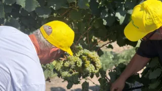 Vendemmia: uve sane e qualità eccellente, ma prezzi e mercato restano grandi incognite
