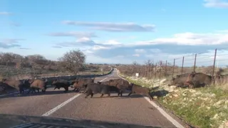 Cinghiali, piani di contenimento ancora fermi nei Parchi: «Danni per 2,4 milioni in un anno»