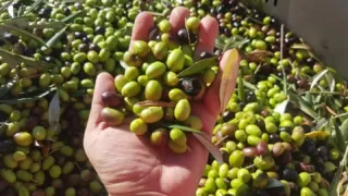 Olivicoltura e comparto oleario: la delusione è profonda, la preoccupazione è enorme